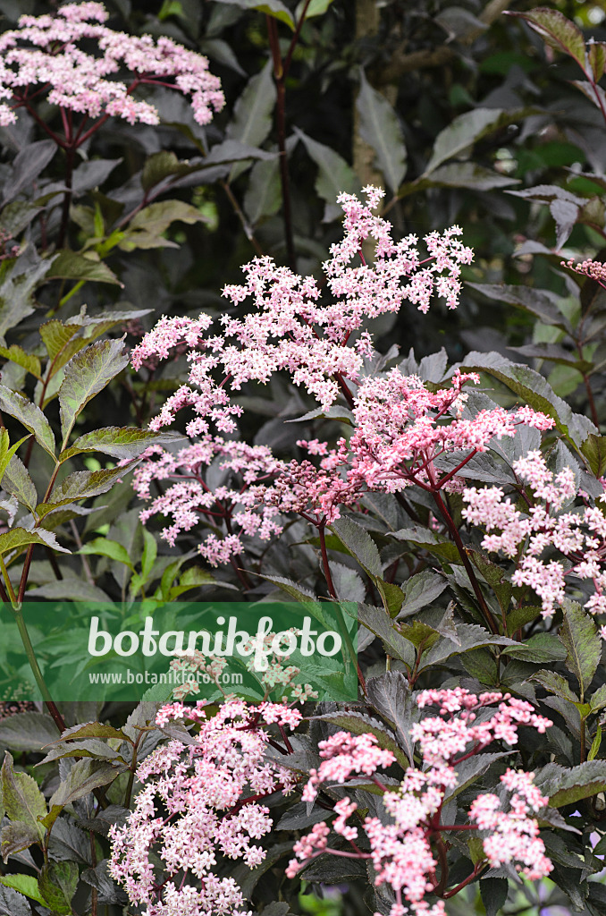 497022 - Schwarzer Holunder (Sambucus nigra 'Black Beauty')