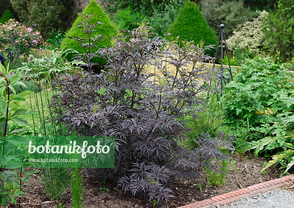 471459 - Schwarzer Holunder (Sambucus nigra 'Black Lace')