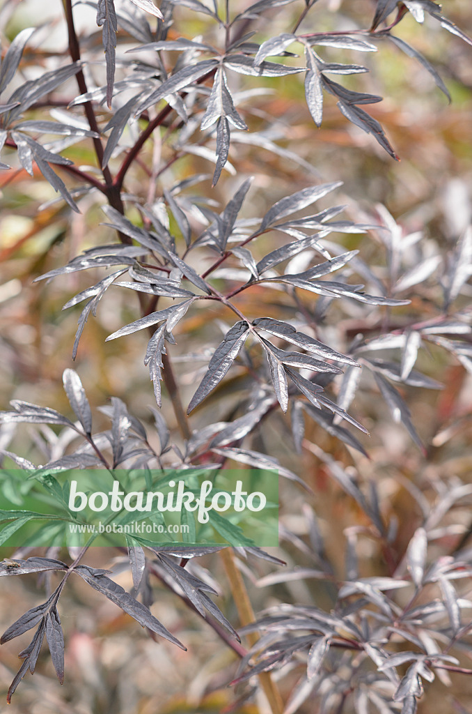 536127 - Schwarzer Holunder (Sambucus nigra 'Black Lace')