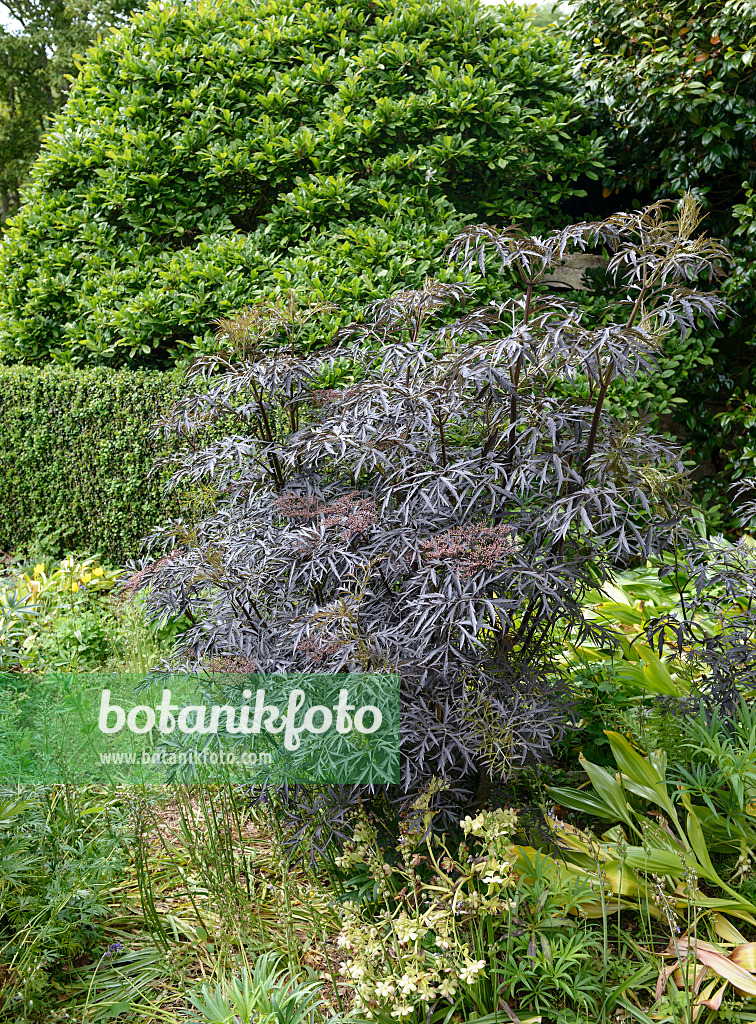 547296 - Schwarzer Holunder (Sambucus nigra 'Black Lace')