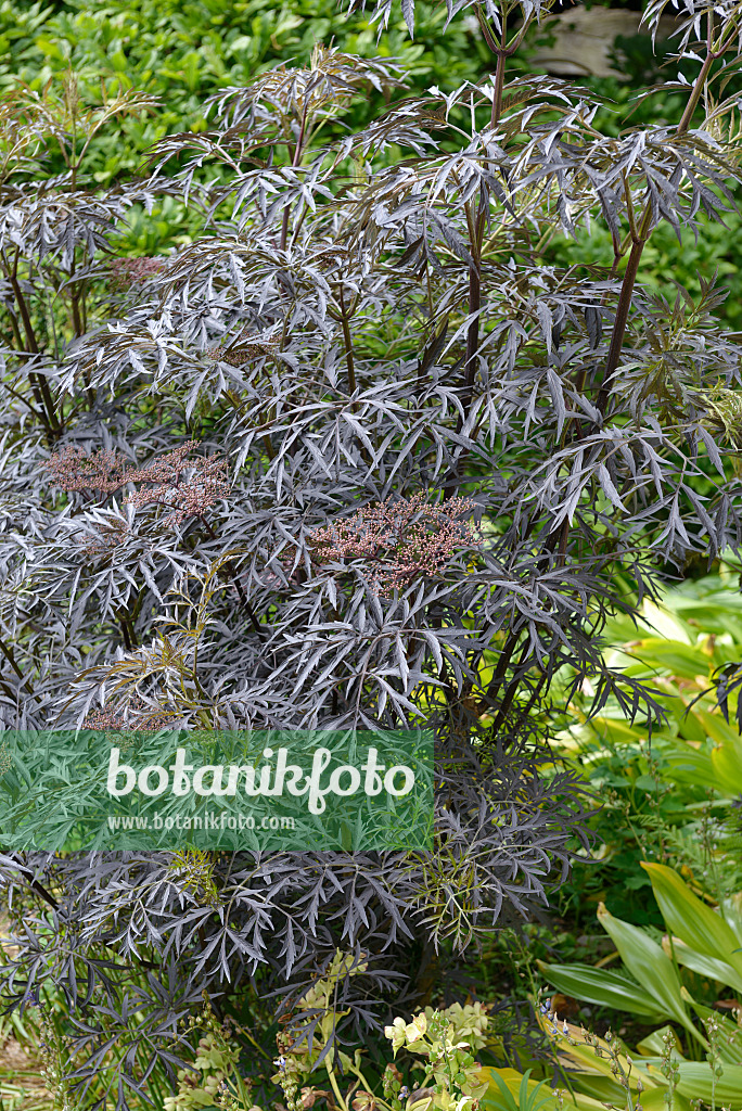 547297 - Schwarzer Holunder (Sambucus nigra 'Black Lace')