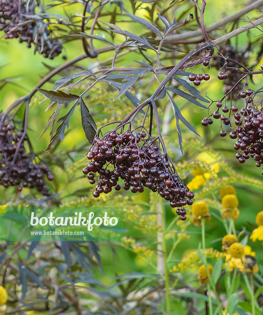 575326 - Schwarzer Holunder (Sambucus nigra 'Black Lace')