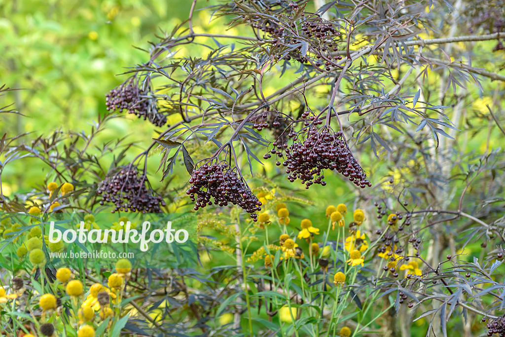 575328 - Schwarzer Holunder (Sambucus nigra 'Black Lace')