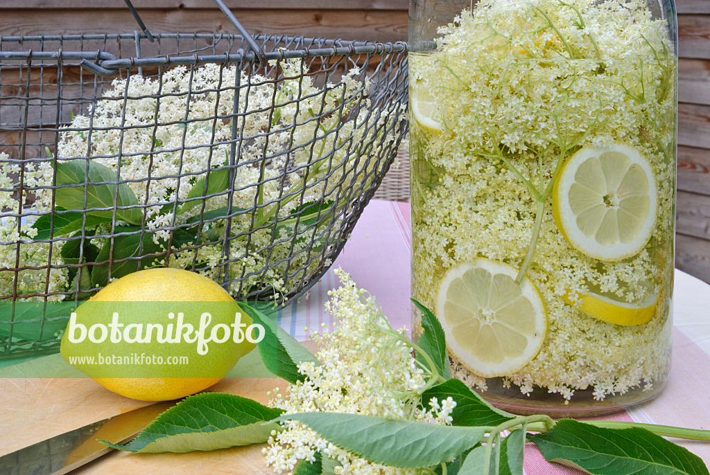 481024 - Schwarzer Holunder (Sambucus nigra) und Zitronen (Citrus limon) für die Zubereitung von Sirup