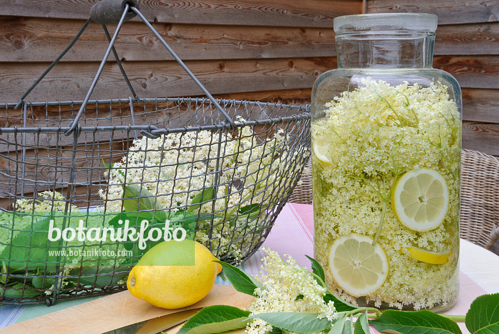 481025 - Schwarzer Holunder (Sambucus nigra) und Zitronen (Citrus limon) für die Zubereitung von Sirup