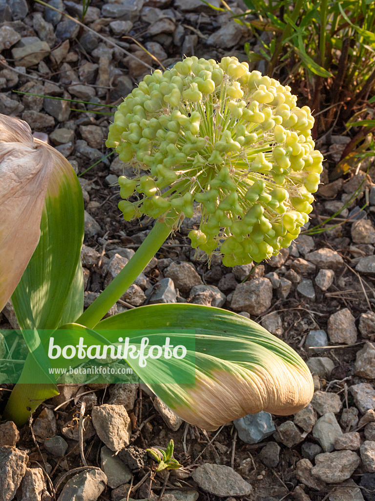 402032 - Schwarzer Lauch (Allium nigrum syn. Allium multibulbosum) in einem Beet mit Kieselsteinen