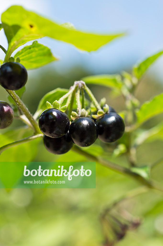 511115 - Schwarzer Nachtschatten (Solanum nigrum)