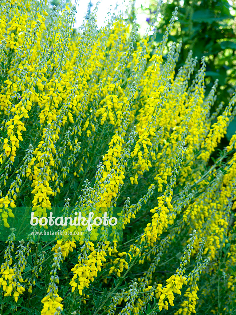 426181 - Schwarzwerdender Geißklee (Cytisus nigricans)