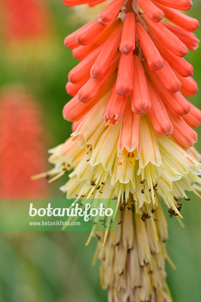 473178 - Schwertblättrige Fackellilie (Kniphofia ensifolia)