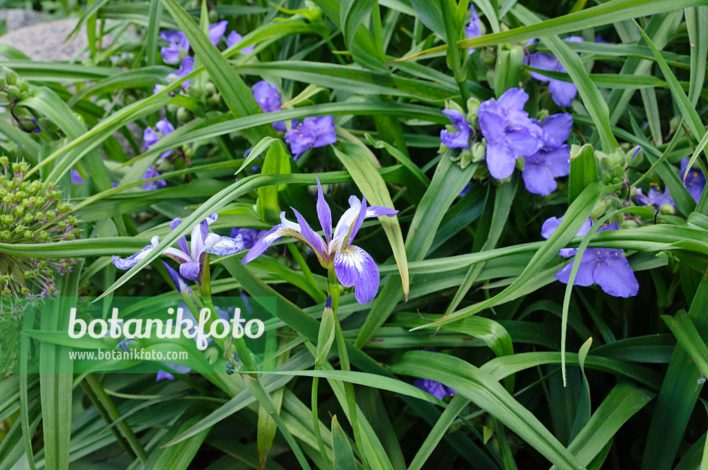 472382 - Schwertlilie (Iris) und Dreimasterblume (Tradescantia)