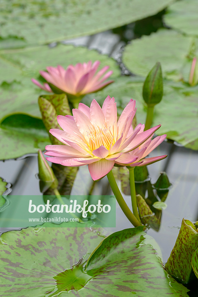 575170 - Seerose (Nymphaea Albert Greenberg)