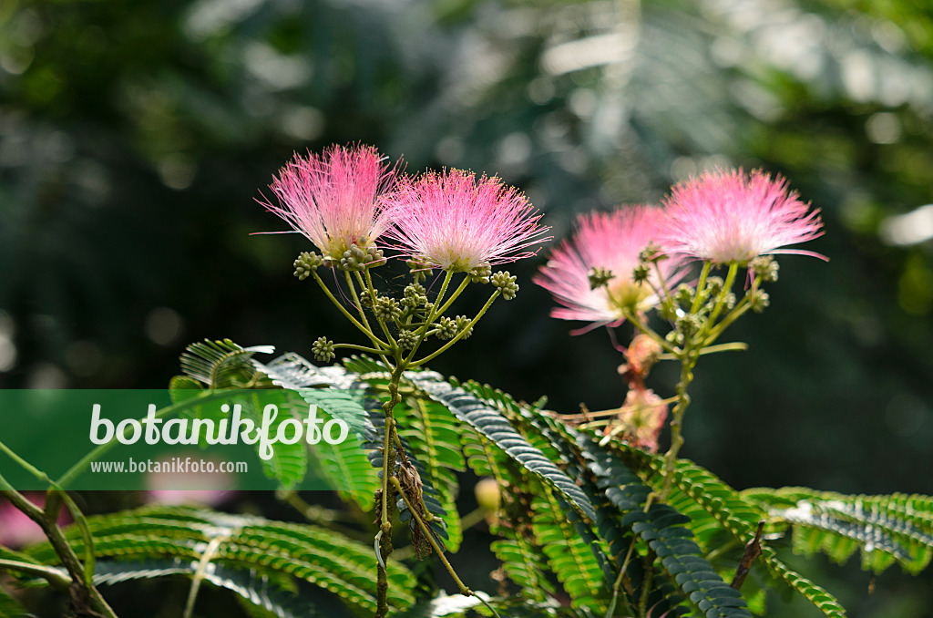 547366 - Seidenakazie (Albizia julibrissin)