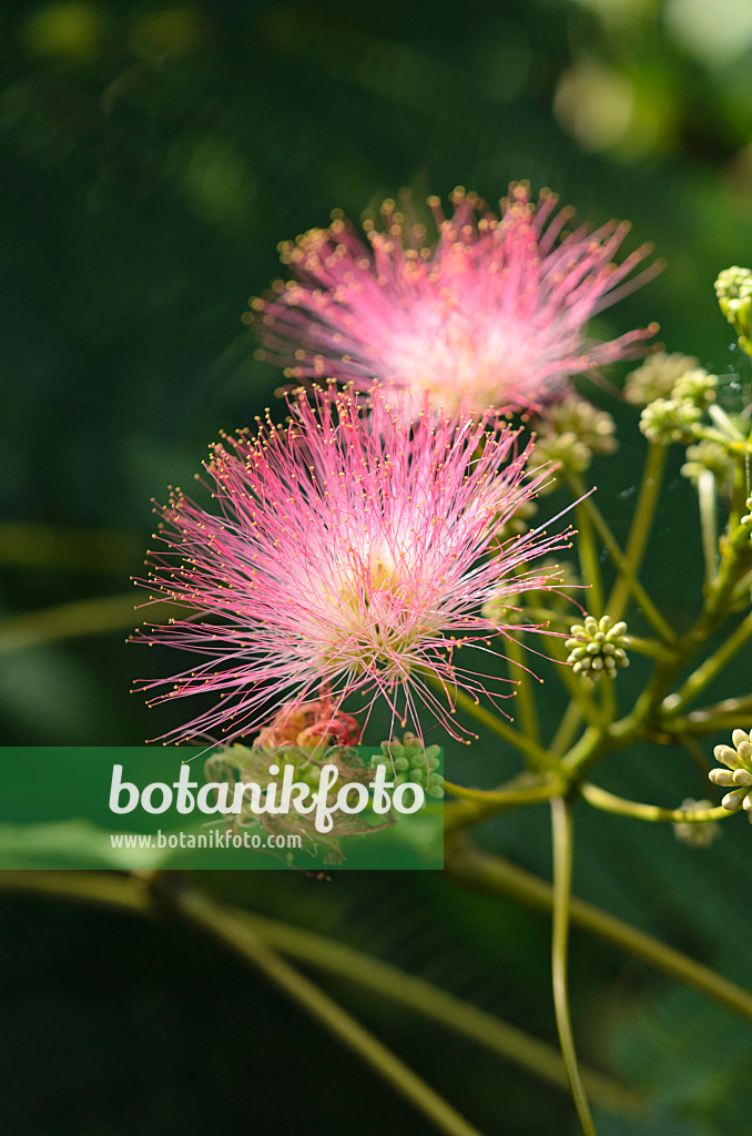 547367 - Seidenakazie (Albizia julibrissin)