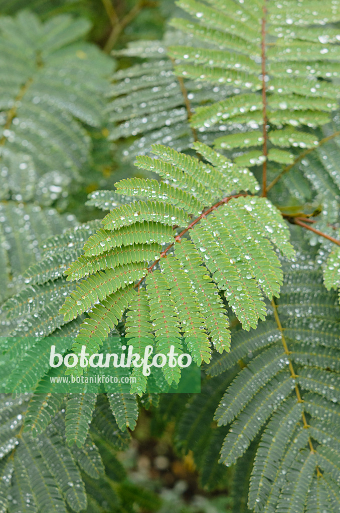 549114 - Seidenakazie (Albizia julibrissin)