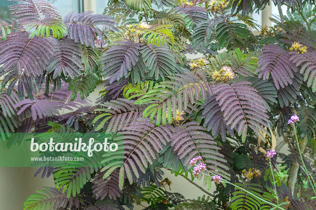 575014 - Seidenakazie (Albizia julibrissin 'Summer Chocolate')