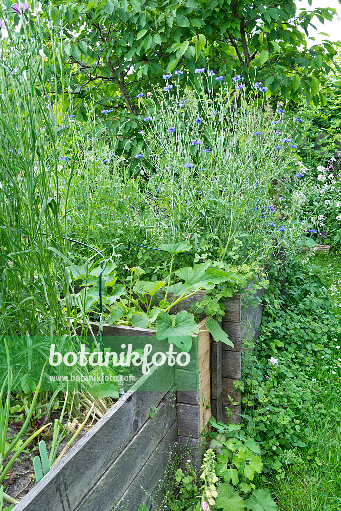 557045 - Selbstgebautes Hochbeet in einem Naturgarten