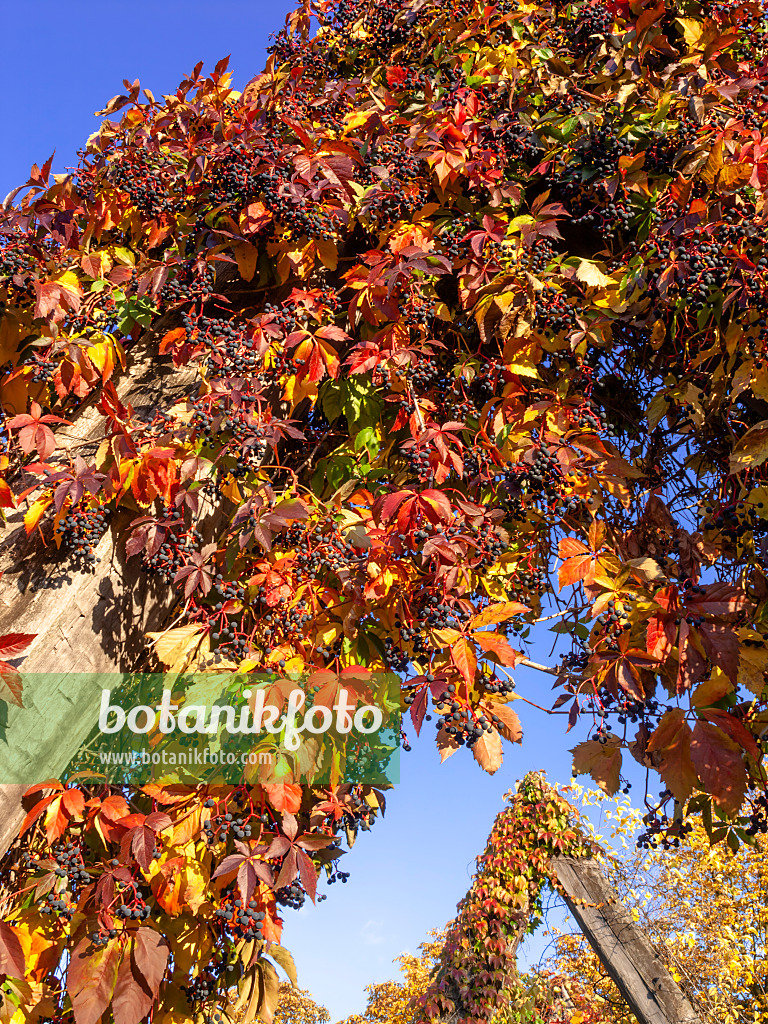 442134 - Selbstkletternde Jungfernrebe (Parthenocissus quinquefolia)