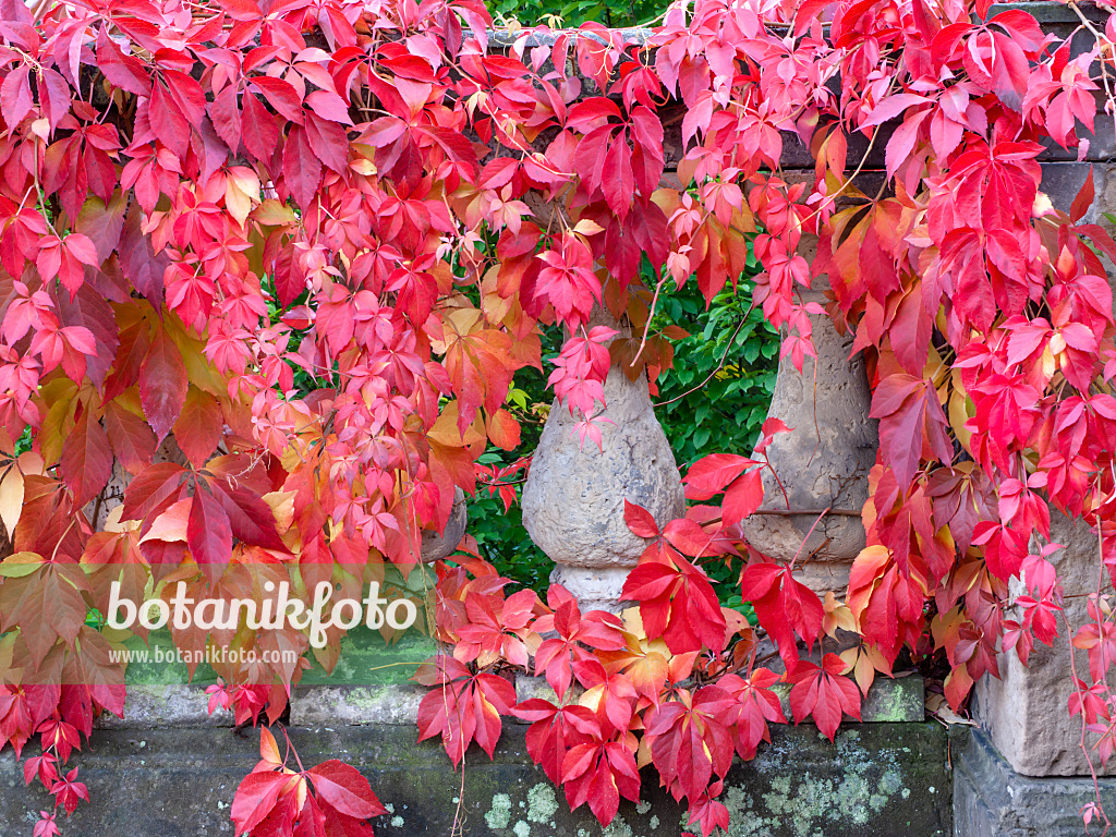 465134 - Selbstkletternde Jungfernrebe (Parthenocissus quinquefolia)