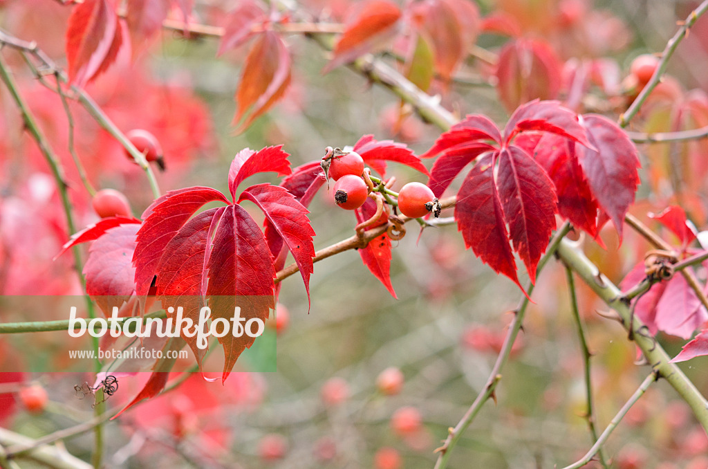 524201 - Selbstkletternde Jungfernrebe (Parthenocissus quinquefolia) und Rose (Rosa) mit Hagebutten