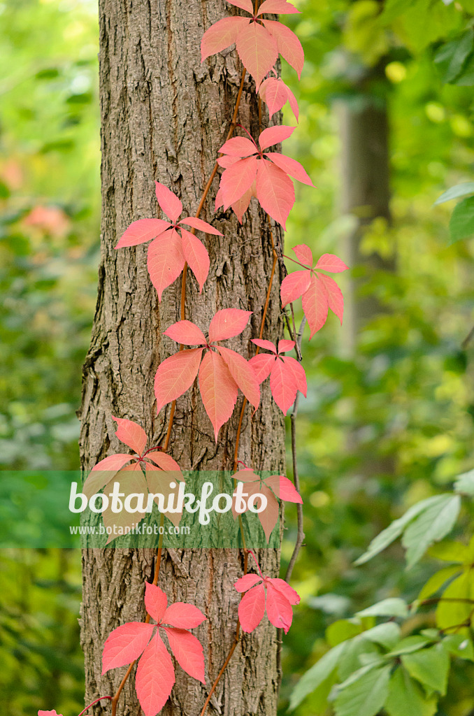 524204 - Selbstkletternde Jungfernrebe (Parthenocissus quinquefolia)