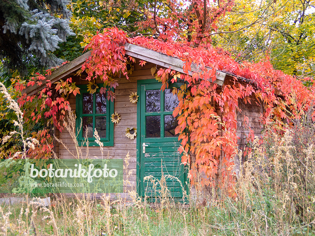 525195 - Selbstkletternde Jungfernrebe (Parthenocissus quinquefolia) an einer Gartenlaube 525195 - Selbstkletternde Jungfernrebe (Parthenocissus quinquefolia) an einer Gartenlaube