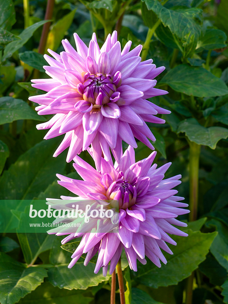 441184 - Semikaktusdahlie (Dahlia Worton Blue Streak)