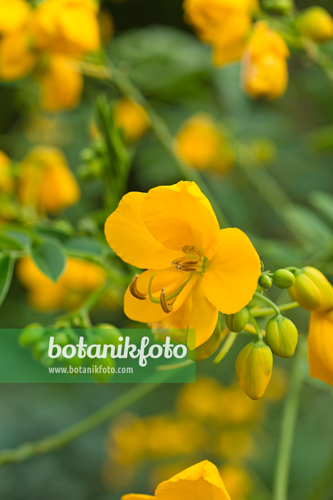 511207 - Senna x floribunda syn. Cassia floribunda