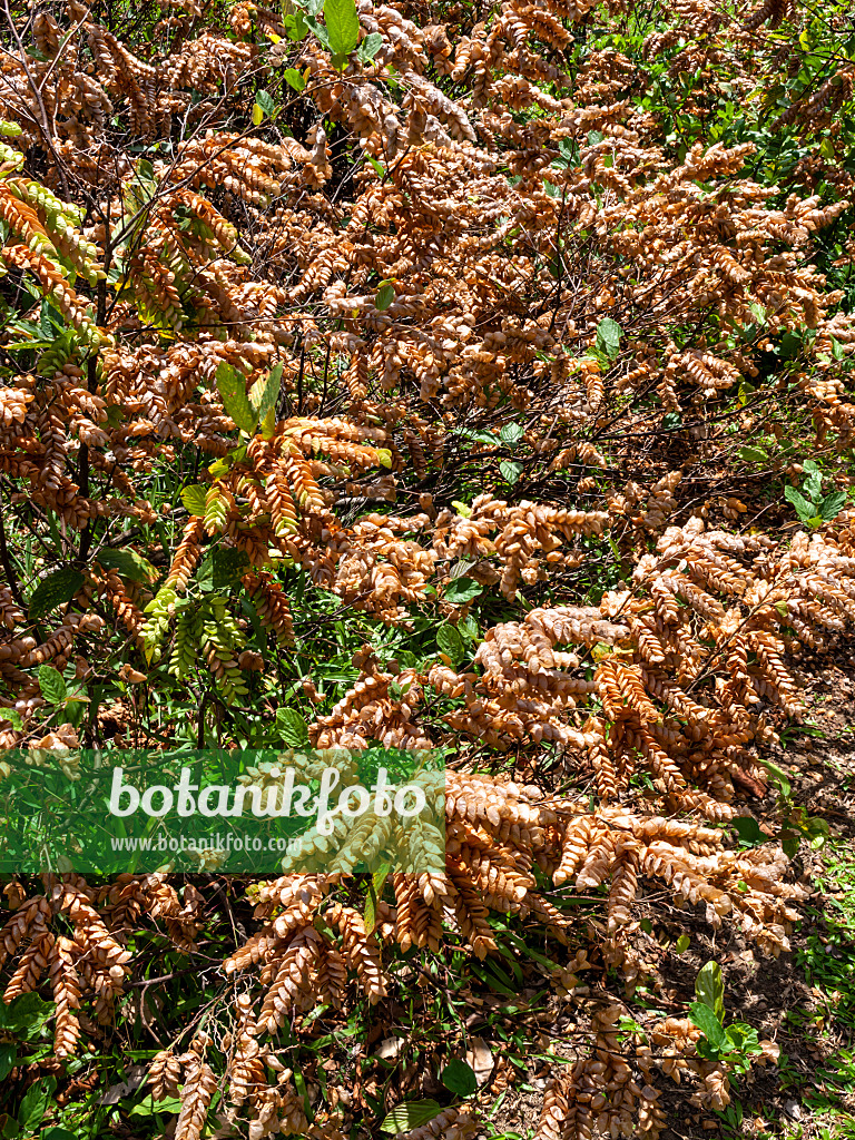 434400 - Serengan (Flemingia strobilifera)