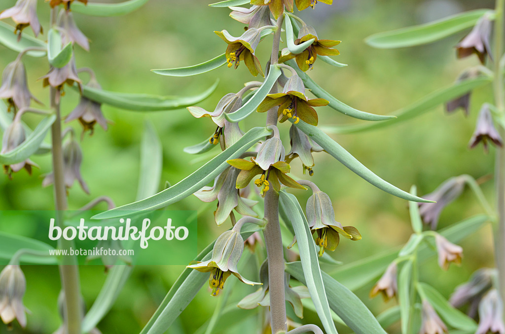 495152 - Sewerzow-Schachblume (Fritillaria sewerzowii syn. Korolkowia sewerzowii)