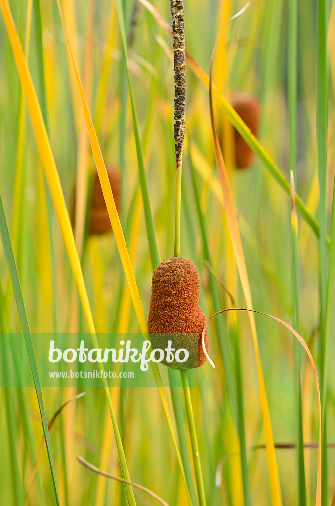 536179 - Shuttleworths Rohrkolben (Typha shuttleworthii)