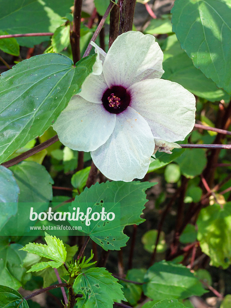 403054 - Siam-Jute (Hibiscus sabdariffa)