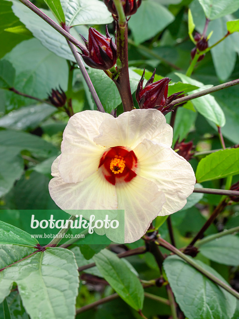 434069 - Siam-Jute (Hibiscus sabdariffa)