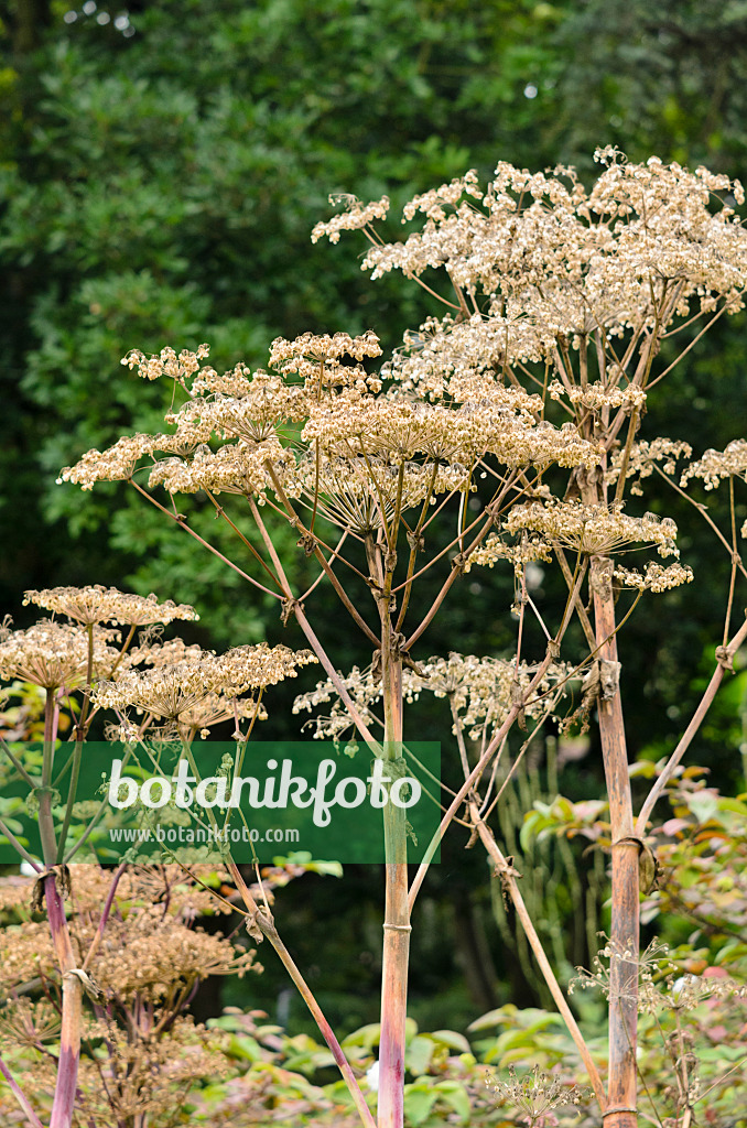 535100 - Sibirische Engelwurz (Angelica dahurica)