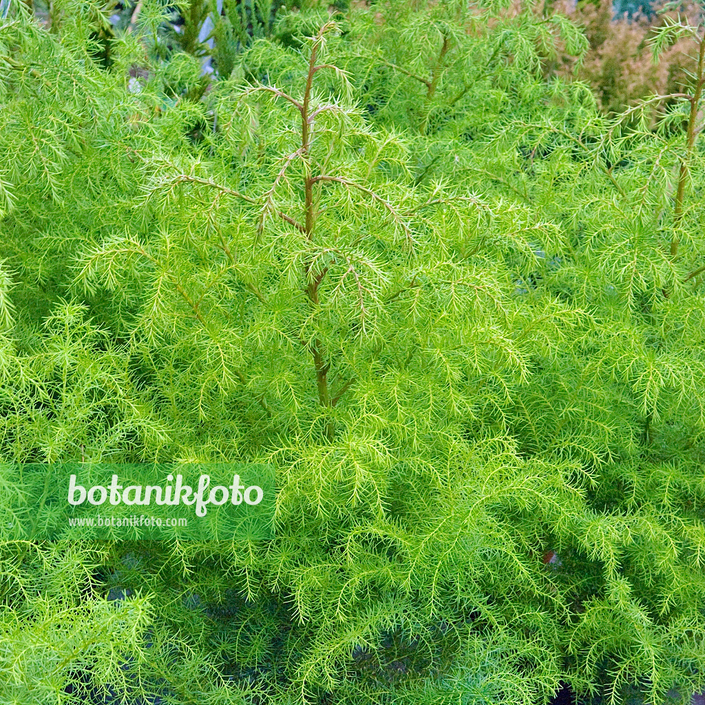 502180 - Sicheltanne (Cryptomeria japonica 'Elegans Viridis')