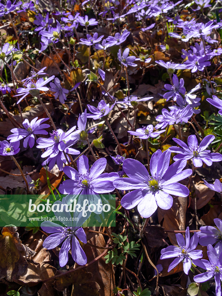 436121 - Siebenbürger Leberblümchen (Hepatica transsylvanica)