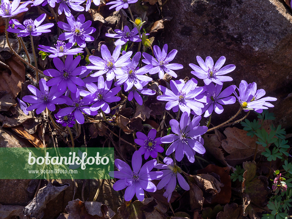 436124 - Siebenbürger Leberblümchen (Hepatica transsylvanica)