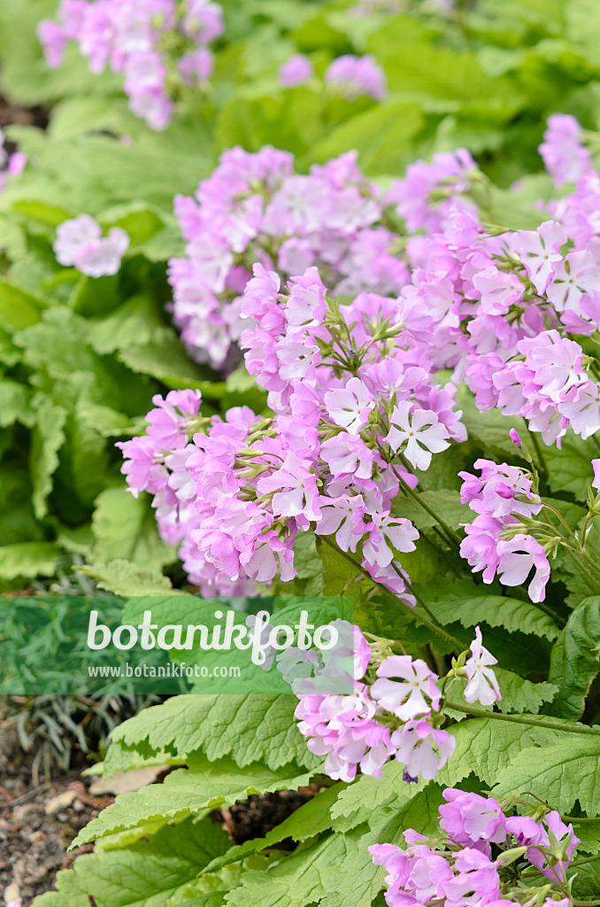 531135 - Siebolds Schlüsselblume (Primula sieboldii)