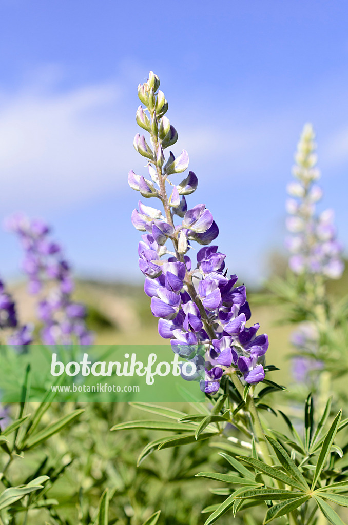 508387 - Silberlupine (Lupinus argenteus)