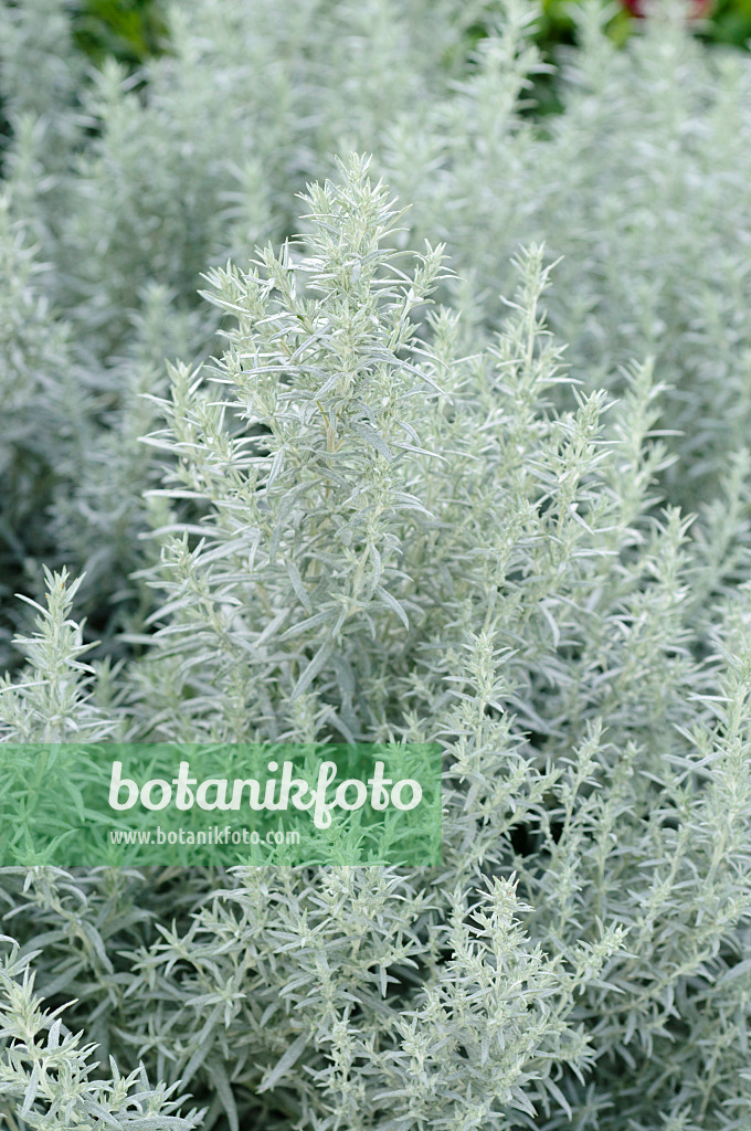 476224 - Silberraute (Artemisia ludoviciana 'Silver Queen')