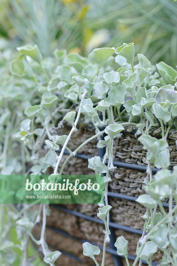 487179 - Silberregen (Dichondra argentea 'Silver Falls') in einem Weidenkorb