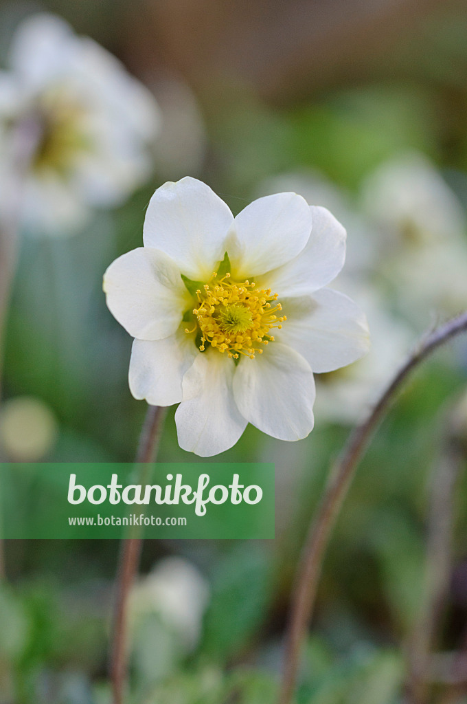 471261 - Silberwurz (Dryas x suendermannii)