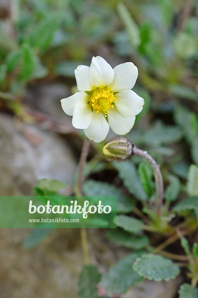 471262 - Silberwurz (Dryas x suendermannii)