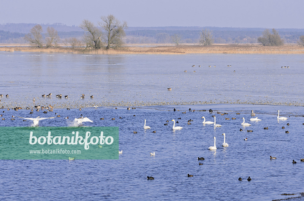 578007 - Singschwäne (Cygnus cygnus) und Graugänse (Anser anser) auf einer überfluteten und gefrorenen Polderwiese, Nationalpark Unteres Odertal, Deutschland