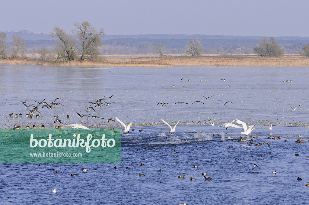 578010 - Singschwäne (Cygnus cygnus) und Graugänse (Anser anser) auf einer überfluteten und gefrorenen Polderwiese, Nationalpark Unteres Odertal, Deutschland