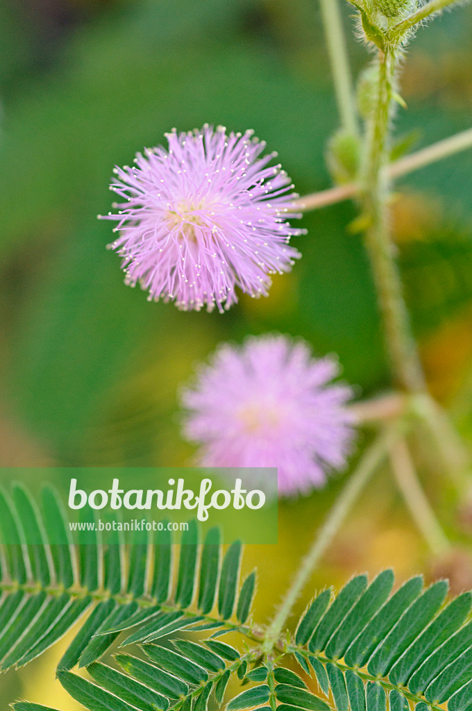 477120 - Sinnpflanze (Mimosa pudica)