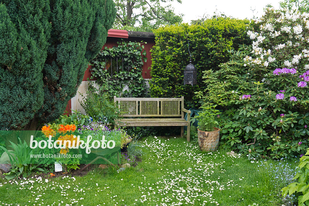 532022 - Sitzecke mit Rhododendren (Rhododendron) und Gänseblümchen (Bellis perennis)