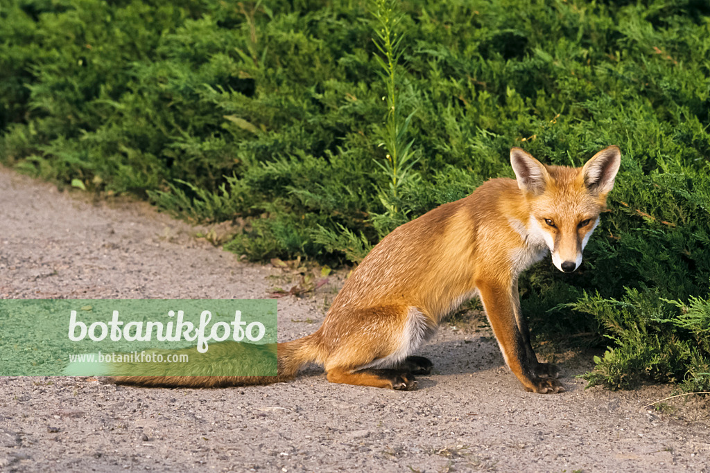 367081 - Sitzender und müde schauender Rotfuchs (Vulpes vulpes) auf einem Gartenweg