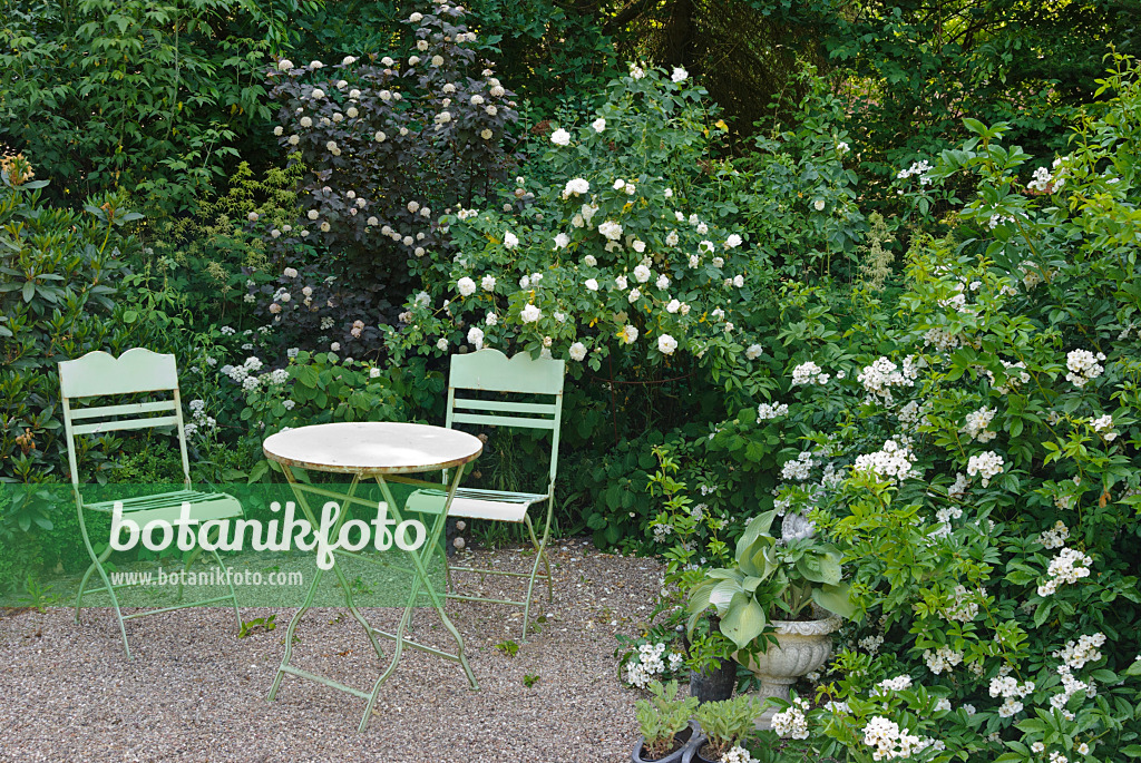 475266 - Sitzplatz mit Jakobiterrose (Rosa x alba 'Maxima') und Vielblütige Rose (Rosa multiflora)