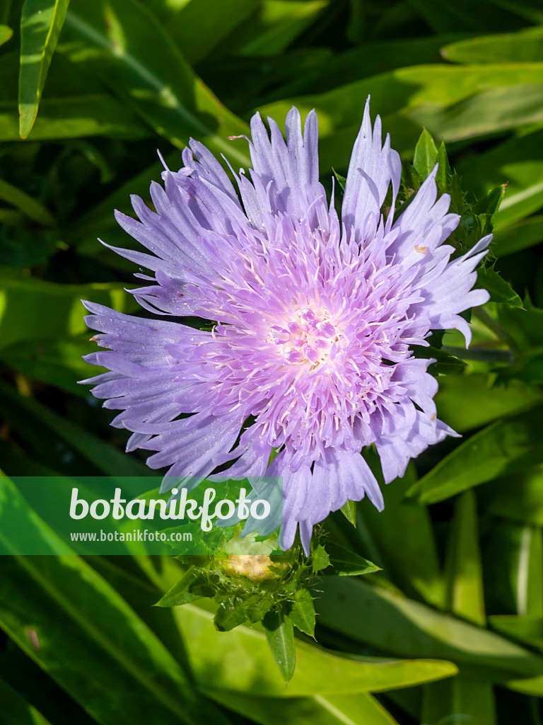 427163 - Skabiose (Scabiosa)