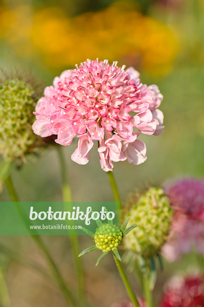 487020 - Skabiose (Scabiosa)